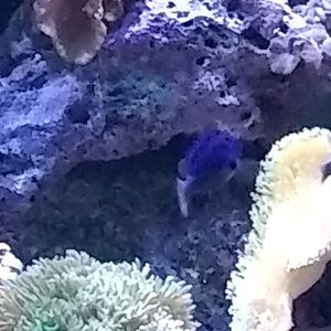 Meet your Posher, Deanna